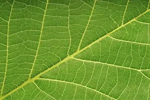 Studio Shot Of A Leaf Prints: Macro image of a leaf