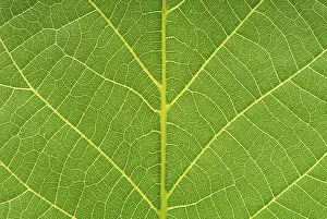 Studio Shot Of A Leaf Prints: Macro image of a leaf