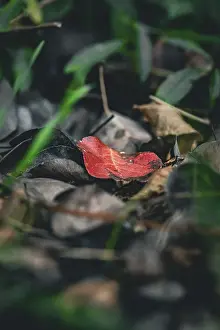 Deserted Nature Scene Europe Prints: Macro image of a red leaf in the grass