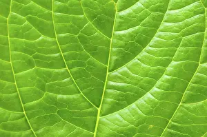 Deserted Plant Prints: Macro leaf for concept purpose