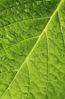 Leaf Detail View Prints: Macro in leaf with water drops