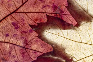 Full Frame Nature Image Prints: Macro leaves background texture