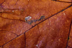 Deciduous Tree Details Prints: Macro of a Maple tree leaf with autumn colors