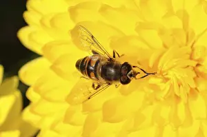 Insect Wildlife Photography Prints: This macro photograph captures a hoverfly