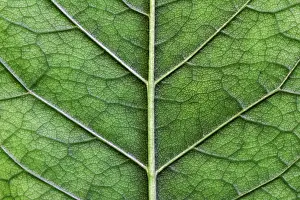 Leaf Detail View Prints: Macro texture of green leaf close up