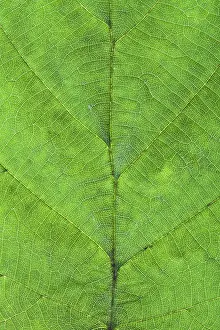 Close Up Nature Photography Prints: Macro view of hazel green leaf
