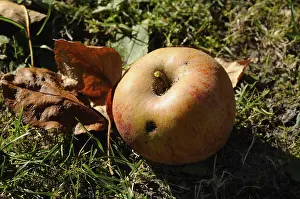 Fly Prints: Maggot-ridden Windfall Apple Print