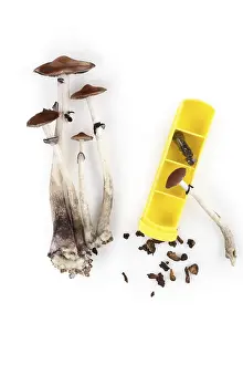 Alternative Medicine Prints: Magic Mushroom Microdosing Print