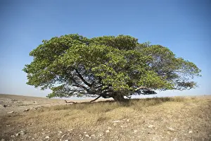 Ngorongoro Conservation Area Prints: Magic Tree, large Fig Tree (Ficus)