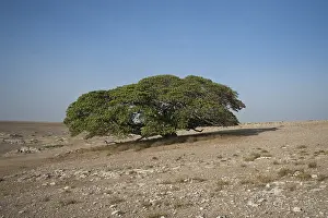 Ngorongoro Conservation Area Prints: Magic Tree, large Fig Tree (Ficus)