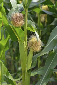Agricultural Crop Prints: Maize field, corn on the corn cob in a field
