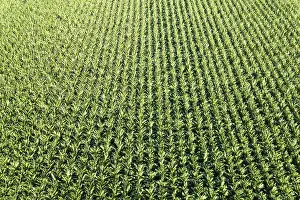 Maize Field Stuttgart Prints: Maize field Maize field drone shot in Stuttgart