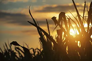 Overcast Sky Landscape Prints: Maize stalks on cloudy evening sky dramatic background during sunset