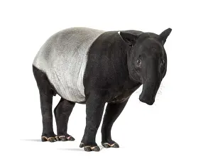 Malayan Tapir Prints: Malayan tapir facing at the camera