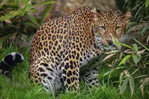 Southeast Asia Animals Prints: Male Javan leopard Panthera pardus melas of Java