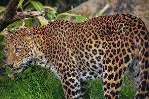 Indonesian Wildlife Prints: Male Javan leopard Panthera pardus melas of Java