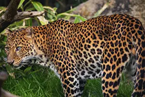 Southeast Asia Animals Prints: Male Javan leopard Panthera pardus melas of Java