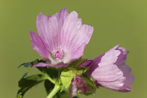 Flowering Plant Details Prints: Mallow (Malva)