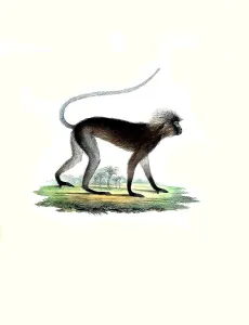 Vintage Styled Animal Illustrations Prints: Mammalian (Semnopithecus) obscurus