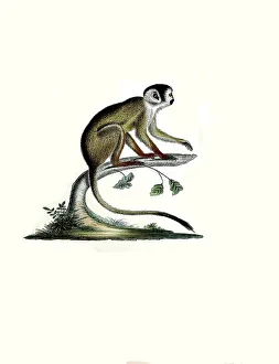Framed Print : Historical Print of Dark Squirrel Monkey, 1860 Framed Print : Historical Print of Dark Squirrel Monkey, 1860