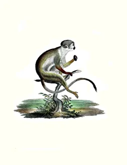 Vintage Styled Animal Illustrations Prints: Mammals, Squirrel monkey or squirrel monkey