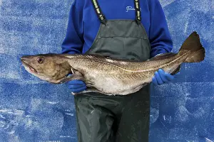 Prints of Man with a cod in his arms Atlantic Cod Prints: Man with a Cod Print