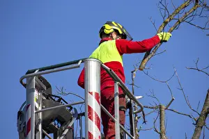 Deciduous Tree Care Prints: Man on the work platform pruning trees