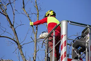 Deciduous Tree Care Prints: Man on the work platform pruning trees