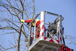 Deciduous Tree Care Prints: Man on the work platform pruning trees