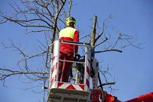 Urban Forestry Prints: Man on the work platform pruning trees