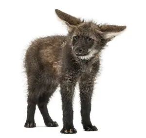Wildlife Studio Photography Prints: Maned Wolf cub standing, looking at the camera