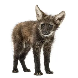 Wildlife Studio Photography Prints: Maned wolf cub standing, looking at the camera