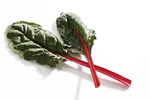 Nutrition Vegetable Plant Prints: Mangold or Chard