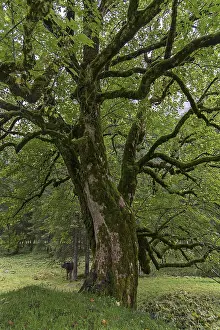 Central Europe Deserted Landscapes Prints: Maple (Acer) overgrown with moss