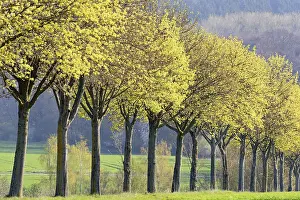 Spring Landscape Photography Prints: Maple (Acer), tree row in spring