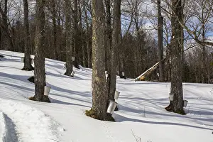 Deciduous Tree Plantation Prints: Maple forest with maple sap buckets on trees