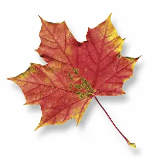 Autumn Color Prints: Maple leaf