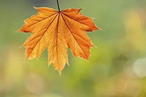 Maple Tree Autumn Color Prints: Maple leaf (Acer)