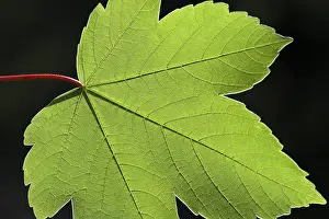 Deciduous Tree Leaves Prints: Maple leaf, structure, cut out