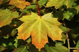 Deciduous Tree Leaves Prints: Maple leave