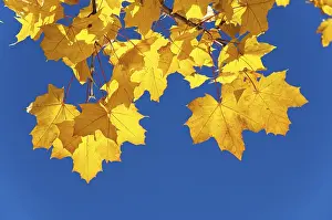 Autumn Foliage Details Prints: Maple leaves in autumn
