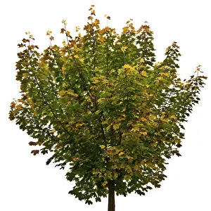 Botany Images Prints: Maple tree (Acer)