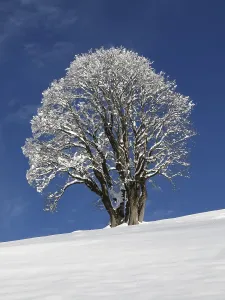 Deciduous Tree Landscape Prints: Maple tree on a cold winter day