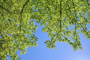 Springtime Nature Scenes Prints: Maple tree, Leaves, Sky, Spring