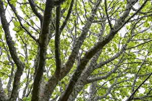 Deciduous Tree In Spring Prints: Maple tree with lichen in spring