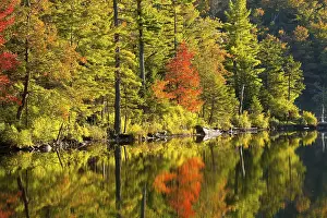 Autumn Forest Reflection Prints: Maple tree and pine trees in autumn