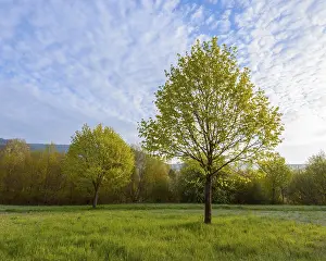 Southern Germany Trees Prints: Maple tree in spring, Mondfeld