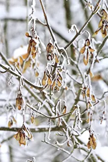 No People Winter Scene Germany Prints: Maple tree in winter, Germany