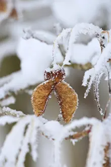 No People In Winter Landscape Prints: Maple tree in winter, Germany