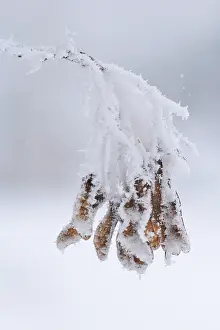 Winter Maple Tree Germany Prints: Maple tree in winter, Germany